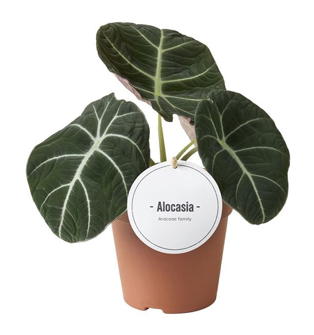 Picture of Alocasia reginula black velvet