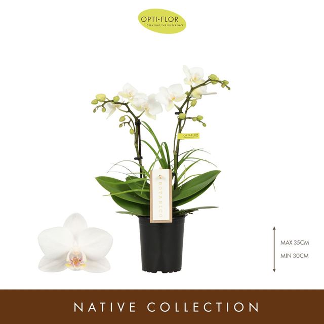 Picture of PHALAENOPSIS 02-STEM BOTANICO WHITE + NOLINA