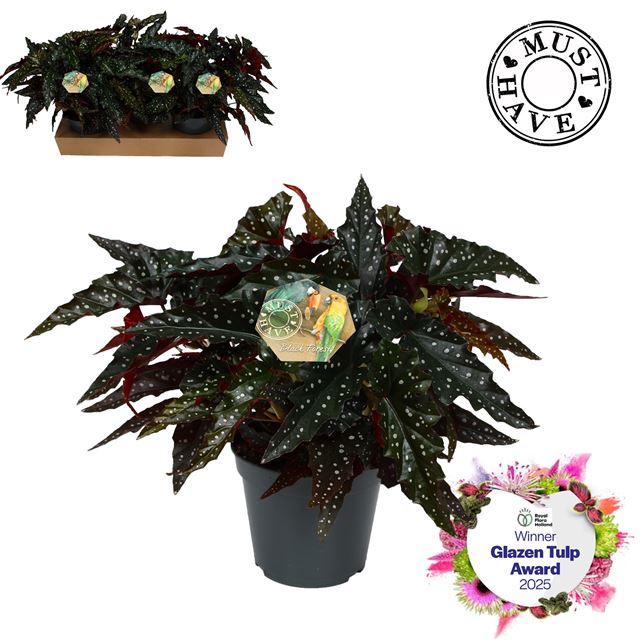 Picture of BEGONIA MACULATA BLACK FOREST MUST HAVE