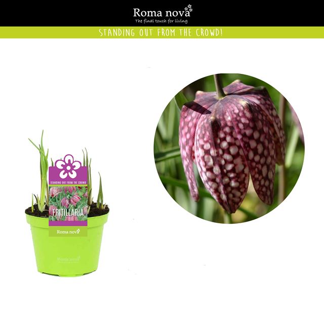 Picture of Fritillaria meleagris