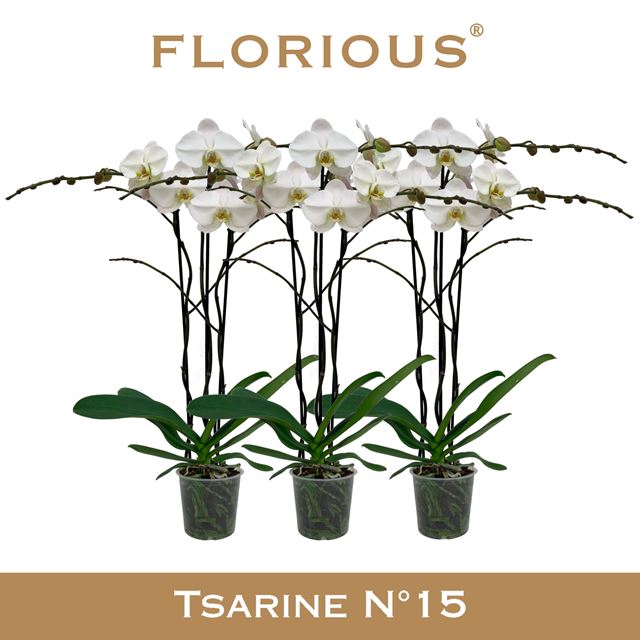 Picture of Phalaenopsis 03-stem tsarine white