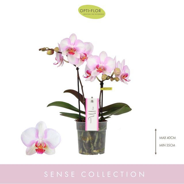Picture of PHALAENOPSIS 02-STEM MYMONRO MAKE UP