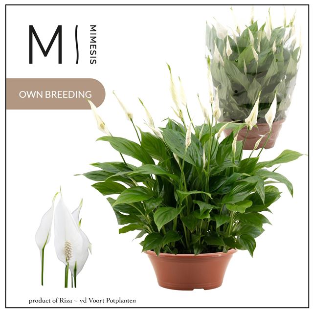 Picture of Spathiphyllum bellini bowl pot