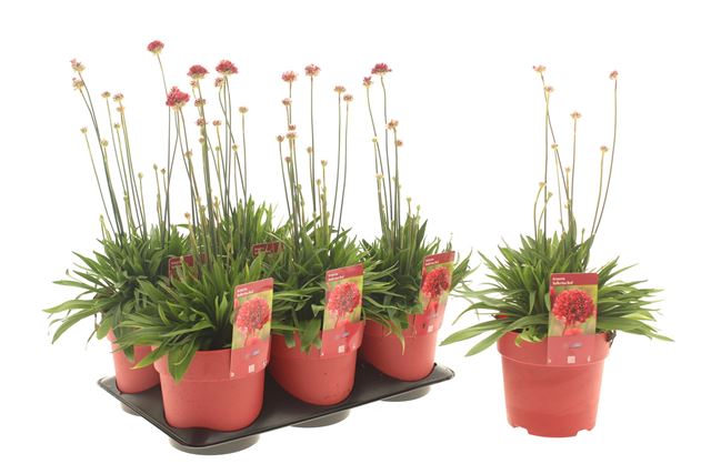 Picture of Armeria pseudarmeria ballerina red