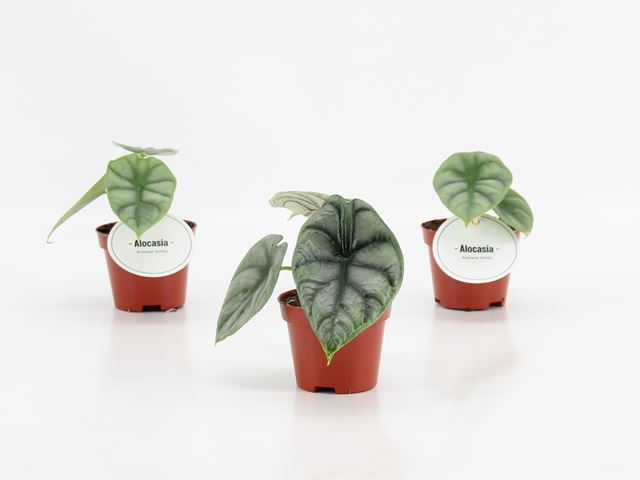 Picture of Alocasia silver dragon