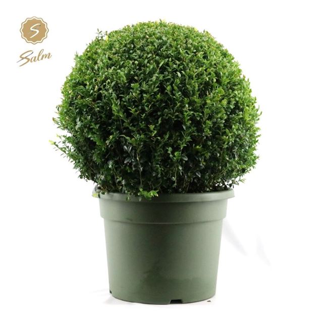 Picture of Buxus sempervirens ball 070cm