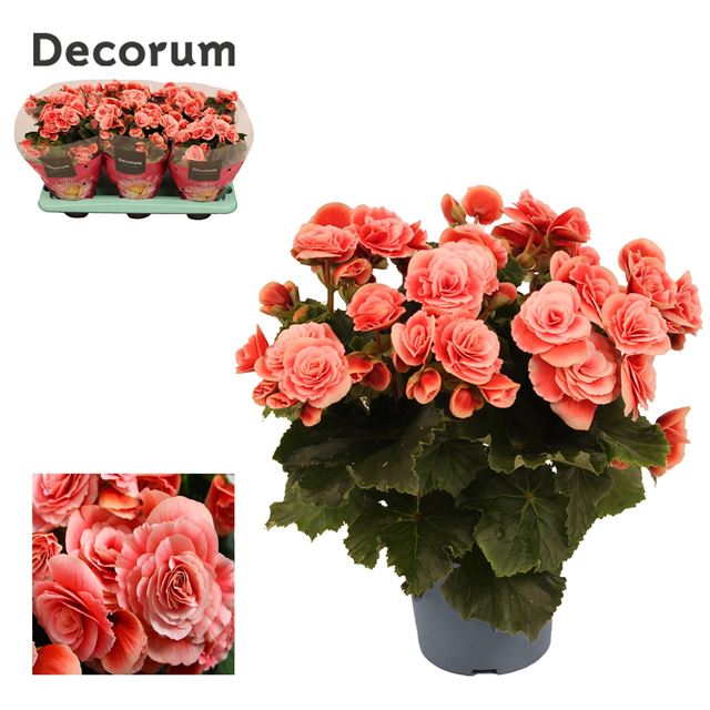 Picture of BEGONIA BORIAS