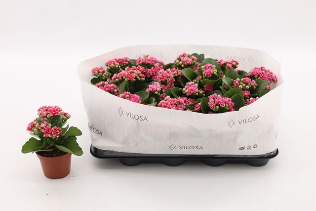 Picture of KALANCHOE DOUBLE PINK