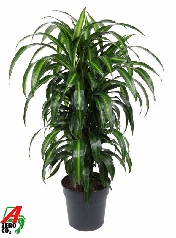 Picture of Dracaena hawaiiana branched
