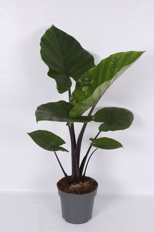 Picture of Alocasia dark star