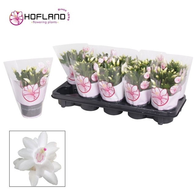 Picture of Schlumbergera white