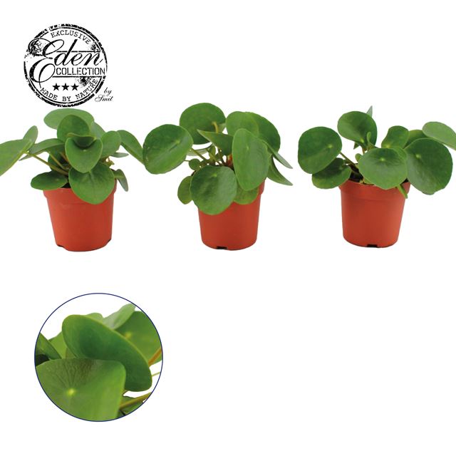 Picture of PILEA PEPEROMIOIDES