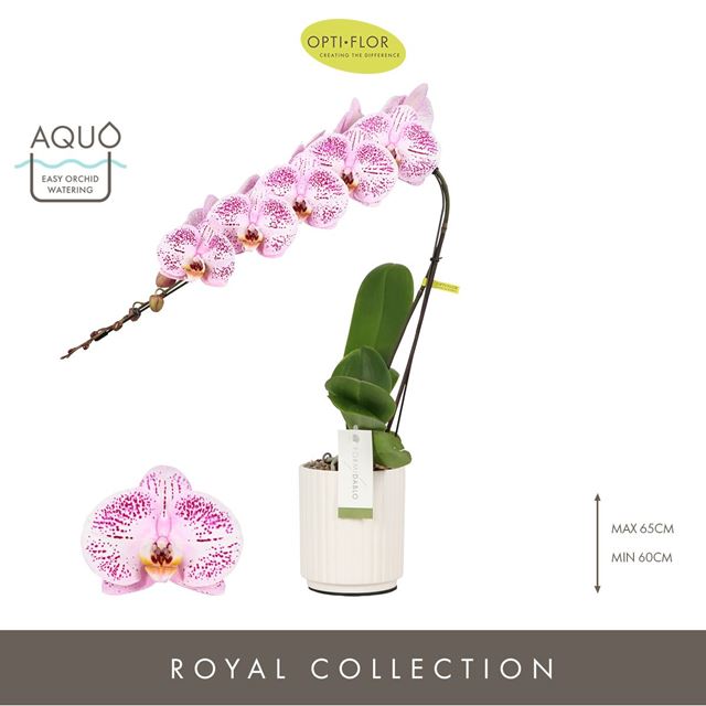 Picture of PHALAENOPSIS 01-ST FORMIDABLO IGUAZU FALLS IN CER