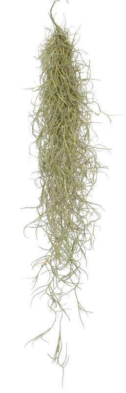 Picture of TILLANDSIA USNEOIDES