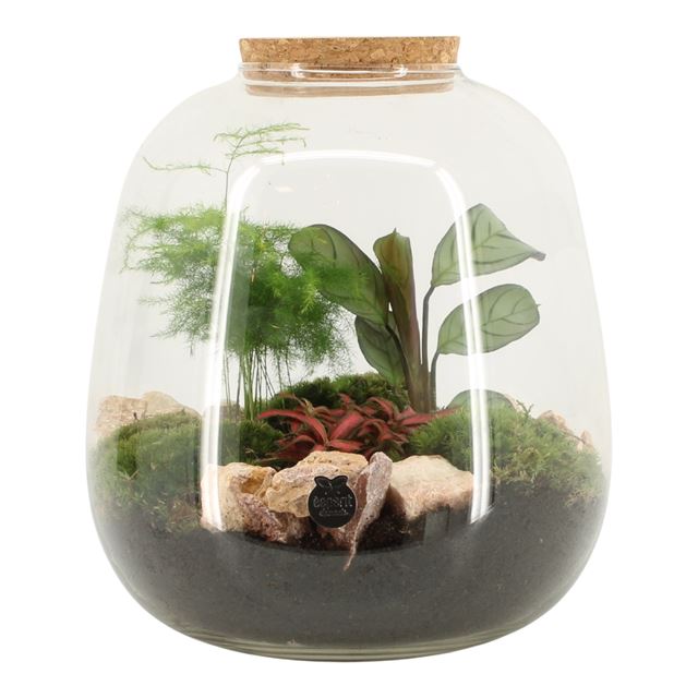 Picture of TERRARIUM