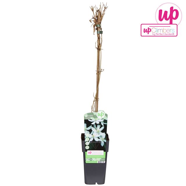 Picture of Clematis montana grandiflora