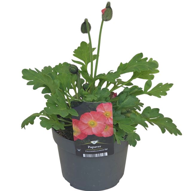 Picture of Papaver nudicaule pulcinella pink