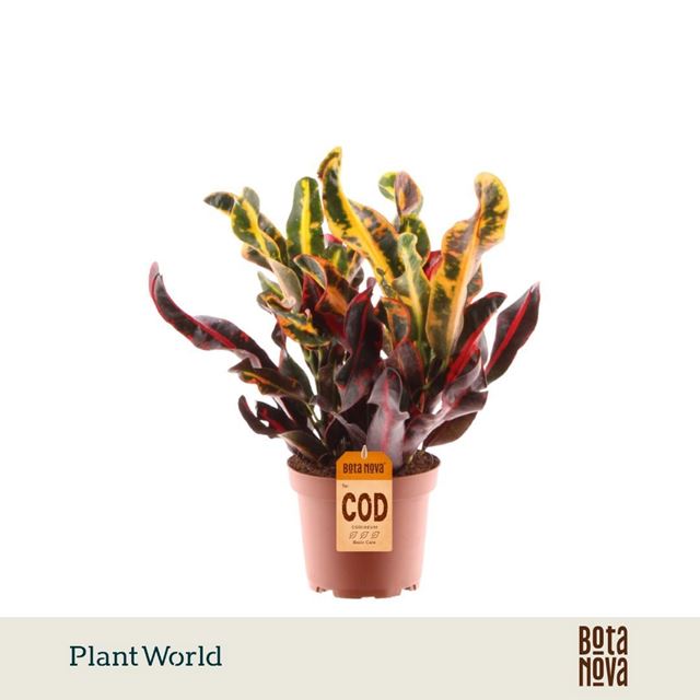 Picture of Codiaeum mammi