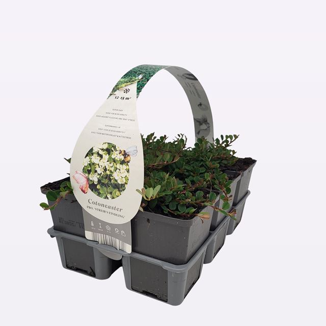 Picture of COTONEASTER PROCUMBENS STREIB'S FINDLING 06-PACK