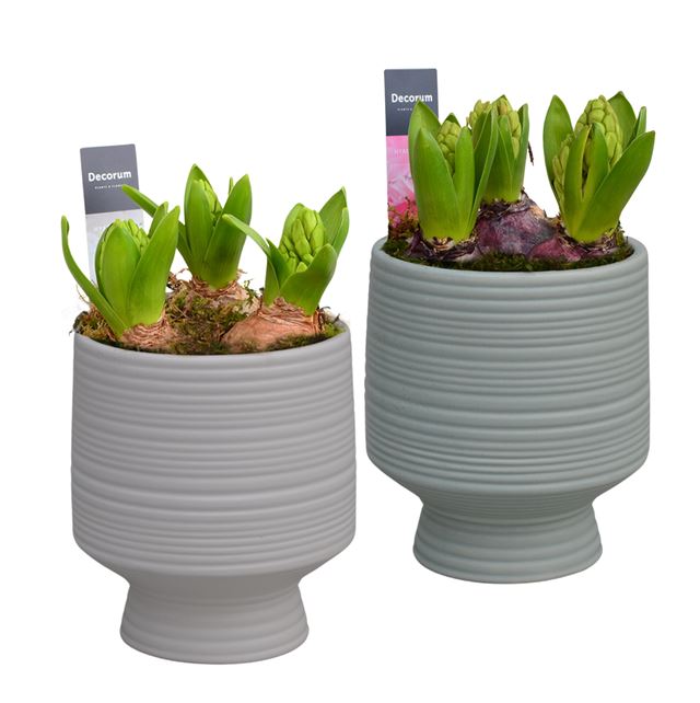 Picture of HYACINTHUS 01BULB CERAMIC ON FOOT