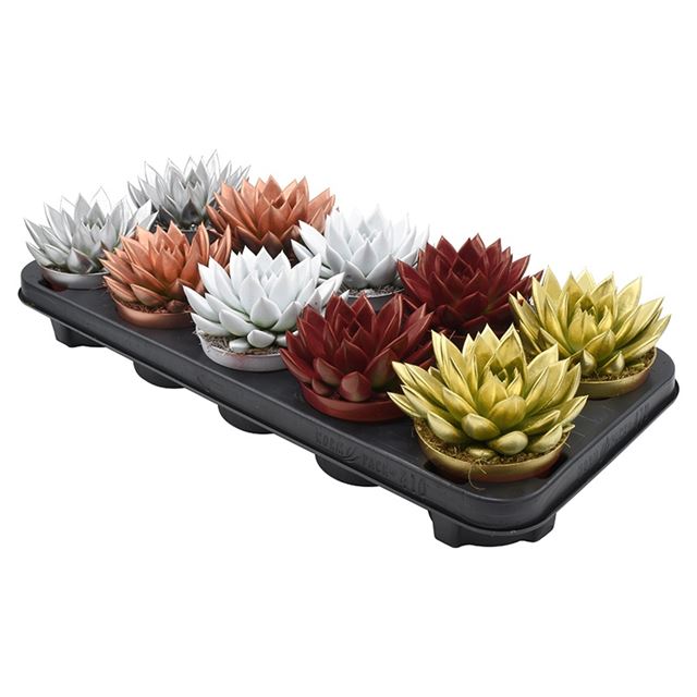 Picture of ECHEVERIA MIRANDA X-MAS DYED MIX