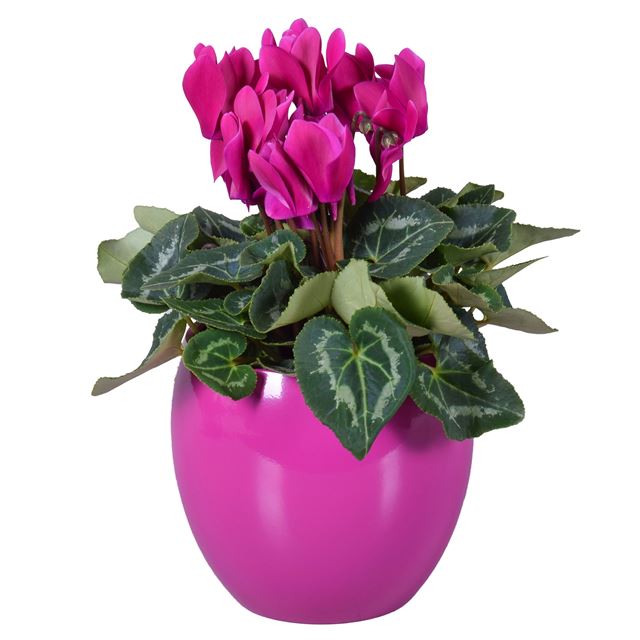 Picture of Cyclamen purple in purple ceramic