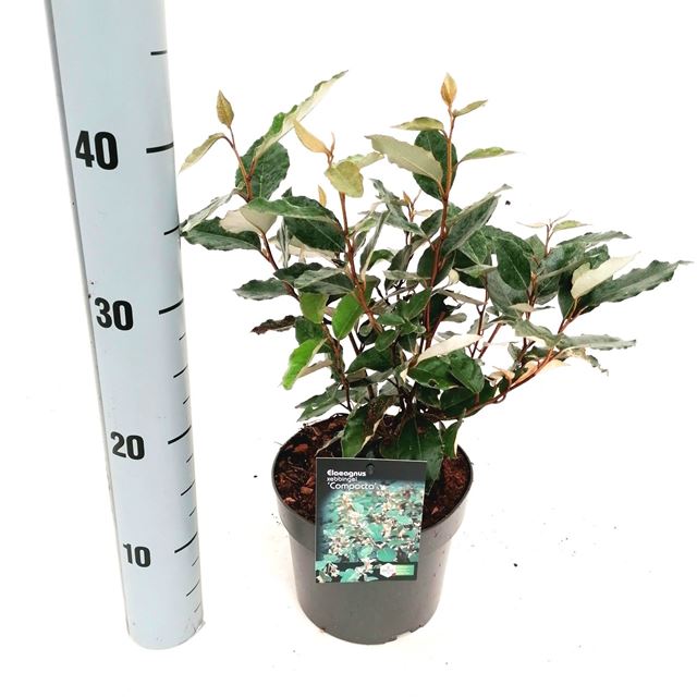 Picture of Elaeagnus ebbingei compacta