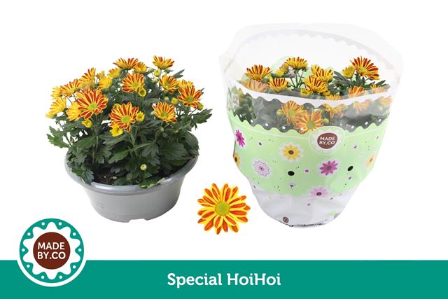Picture of Chrysanthemum bowl hoihoi