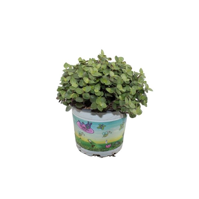 Picture of Callisia repens