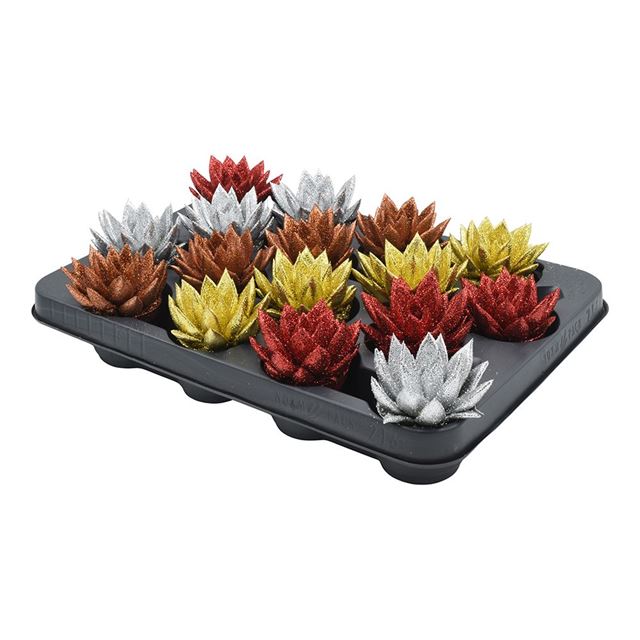 Picture of ECHEVERIA MIRANDA X-MAS DYED+GLITTER MIX