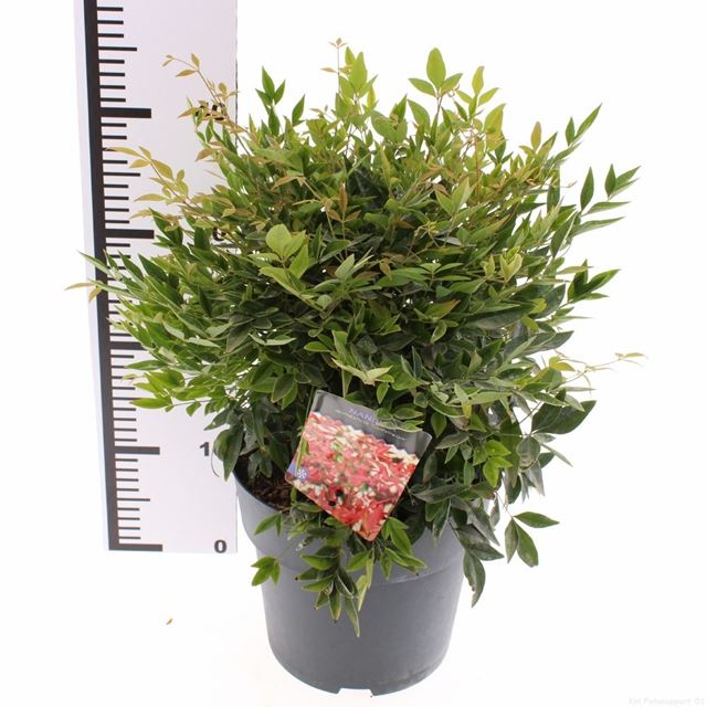 Picture of Nandina domestica gulfstream