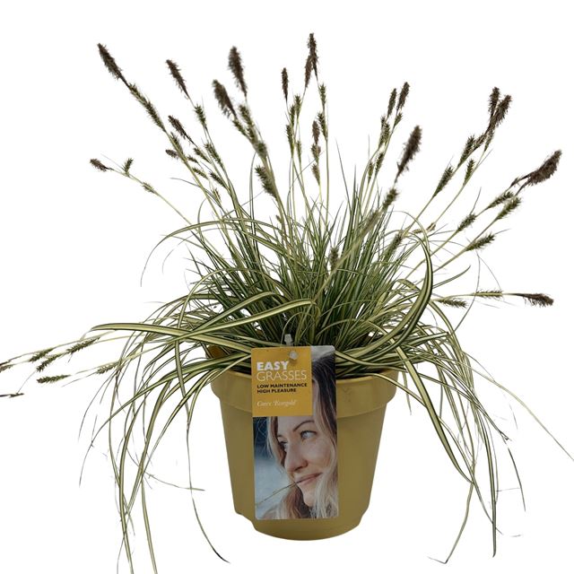 Picture of Carex oshimensis evergold