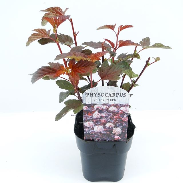 Picture of PHYSOCARPUS OPULIFOLIUS LADY IN RED