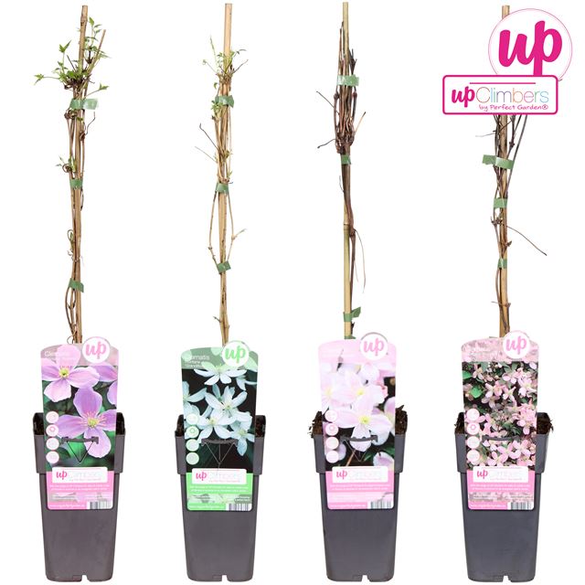 Picture of Clematis montana mix