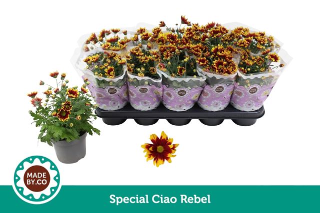 Picture of Chrysanthemum 03pp special ciao rebel