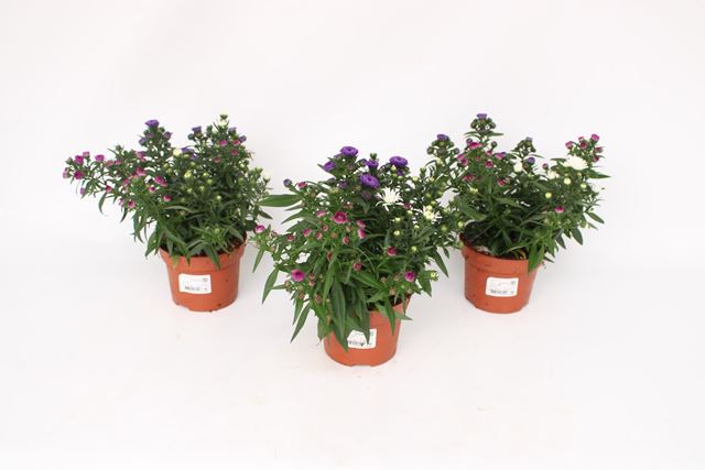 Picture of Aster showmaker tricolor