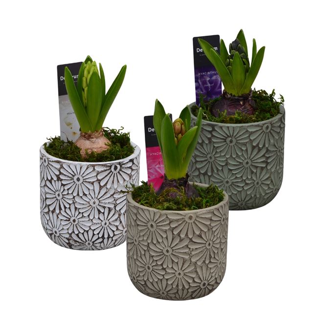 Picture of HYACINTHUS 01BULB CERAMIC DAISY