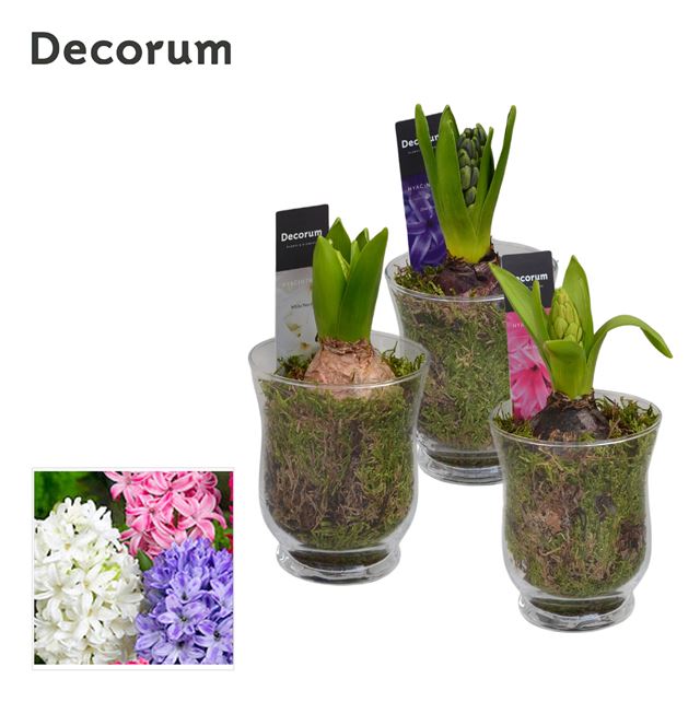 Picture of HYACINTHUS 01BULB GLASS LITTLE ROSY