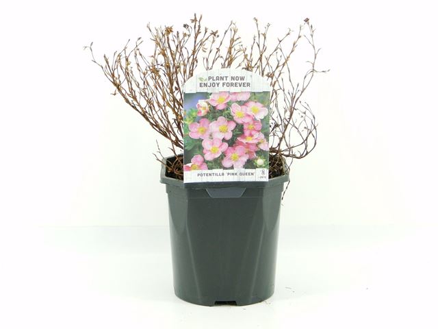 Picture of Potentilla fruticosa blink (pink queen)