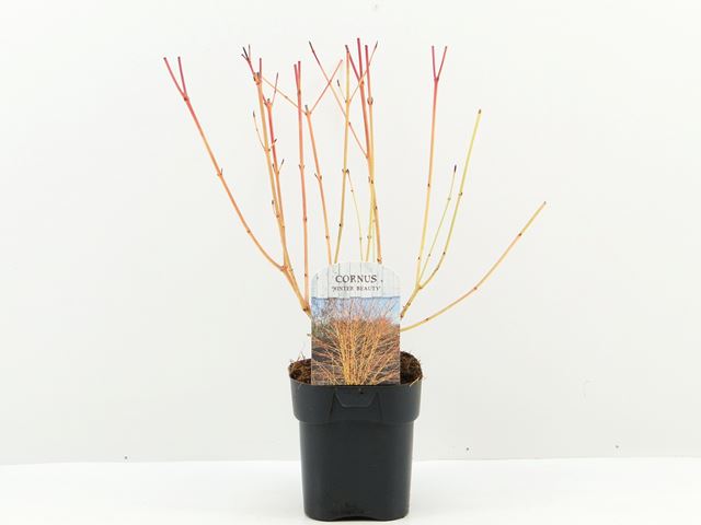 Picture of Cornus sanguinea winter beauty