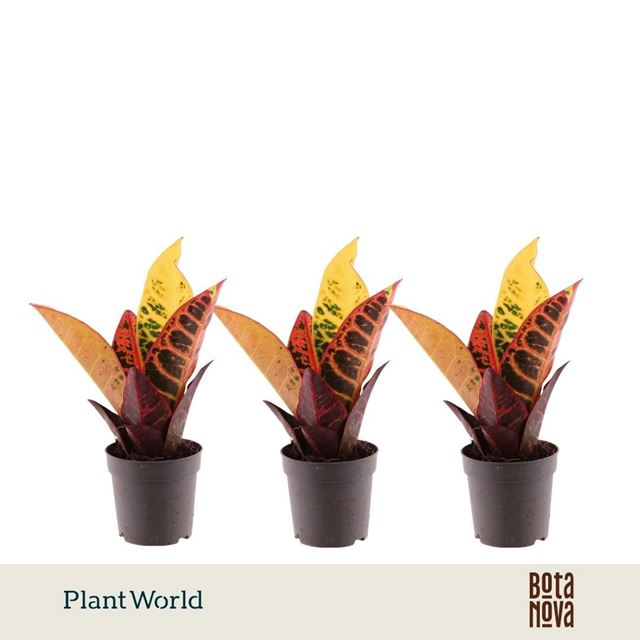 Picture of Codiaeum petra