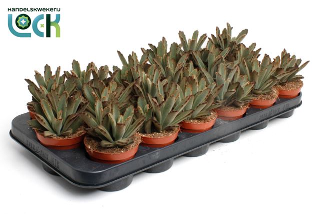 Picture of KALANCHOE TOMENTOSA AIDA
