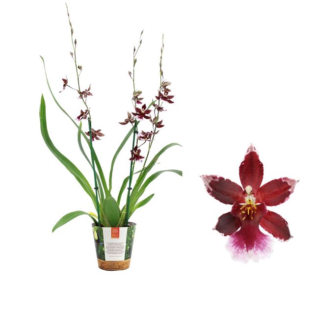 Picture of CAMBRIA 03/04-STEM BARROCCO RED 