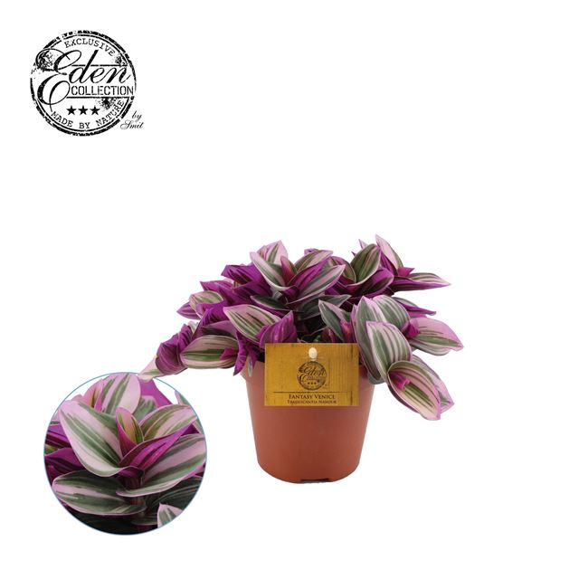 Picture of TRADESCANTIA NANOUK