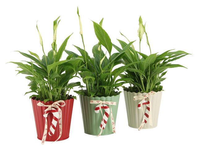 Picture of XMAS ARRANGEMENT 01PP ZINC