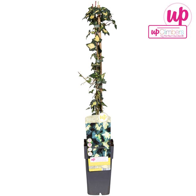Picture of Hedera helix goldheart upclimbers