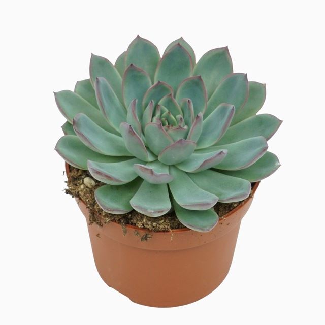 Picture of ECHEVERIA APUS 