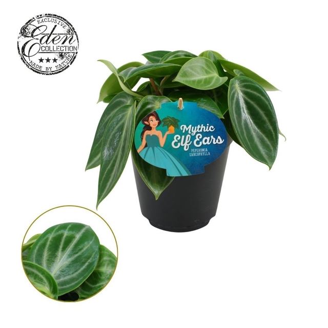 Picture of Peperomia sarcophylla