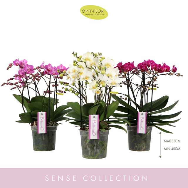 Picture of Phalaenopsis 04-stem bellissimo colours mix