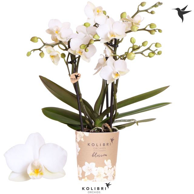 Picture of Phalaenopsis 03-stem multi zurich